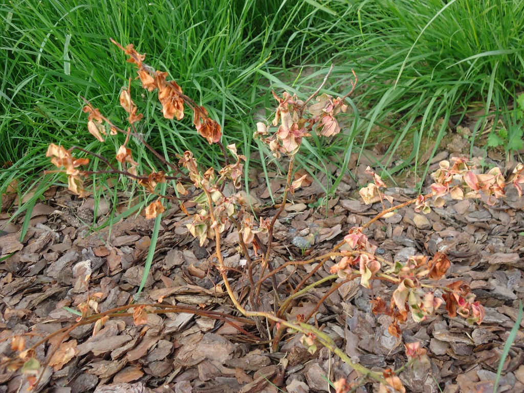 усыхание кустов голубики высокорослой, голубика засыхает